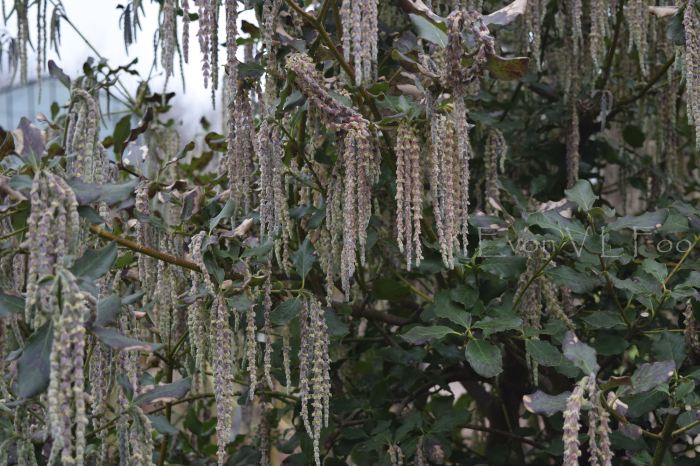 garrya elliptica silk tassel bush