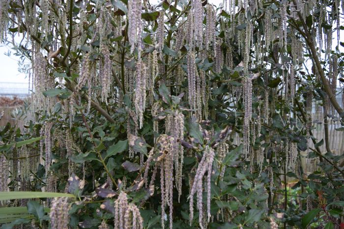 garrya elliptica silk tassel bush