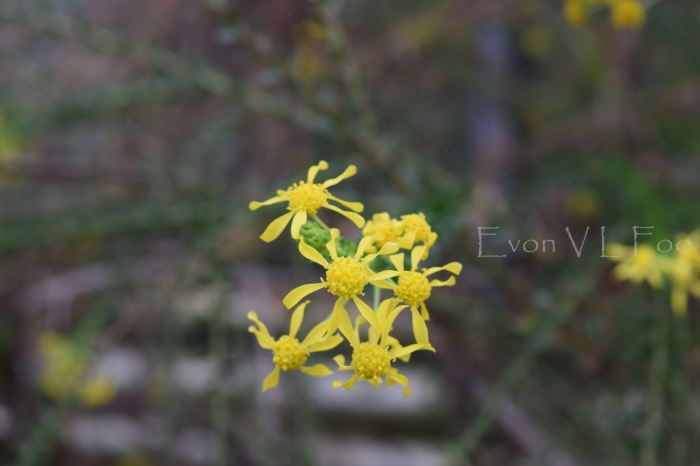 gray goldenrod