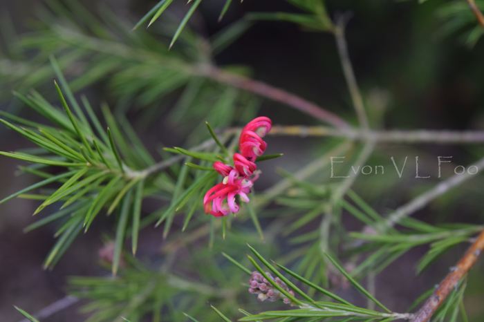 grevillea