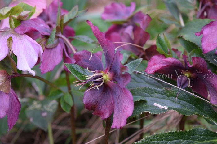 hellebores