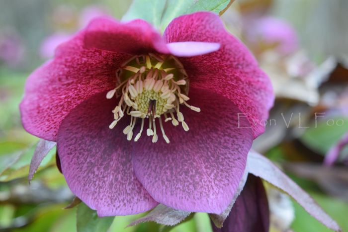 hellebores