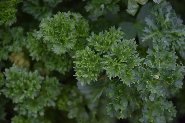 parsley