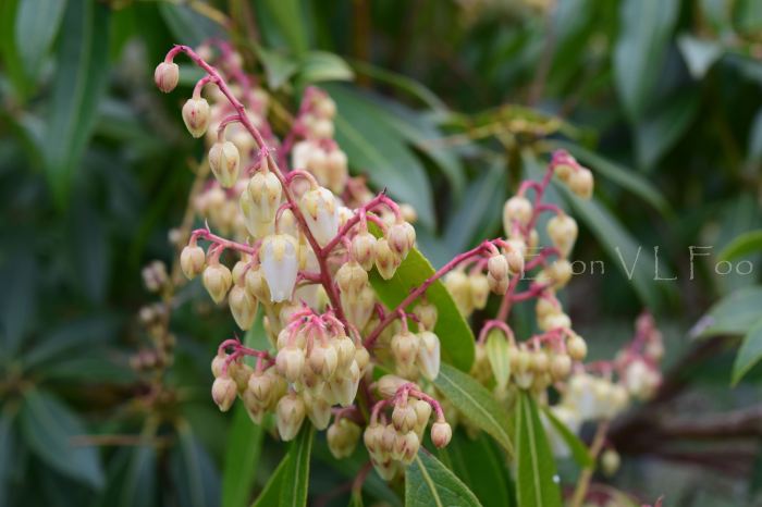 pieris japonica japanese andromedas (1)