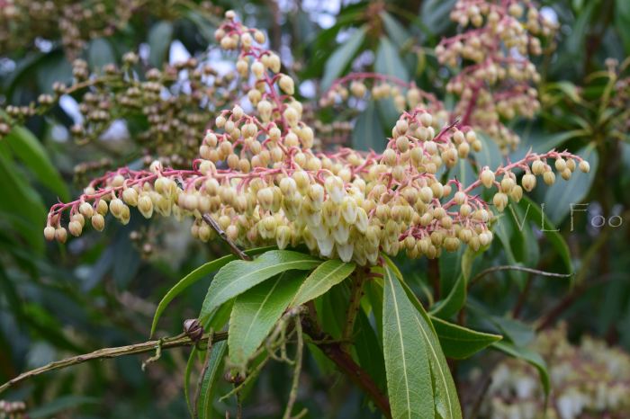 pieris japonica japanese andromedas (2)