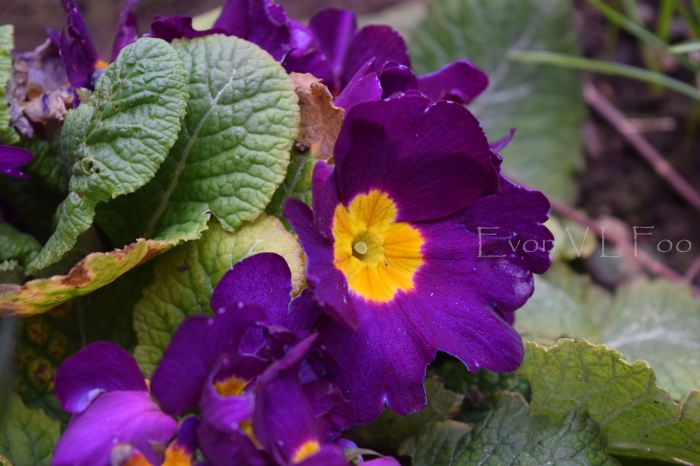 primula primrose