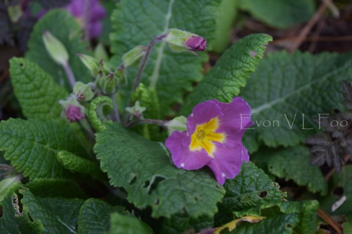 primula primrose