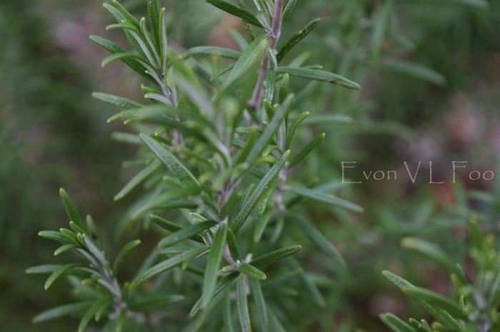 rosemary