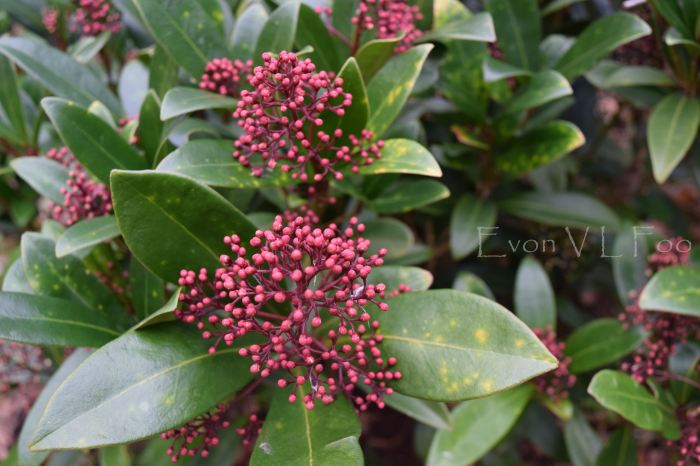 skimmia - red