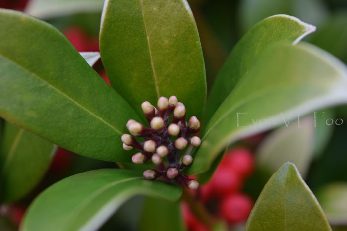 skimmia - red