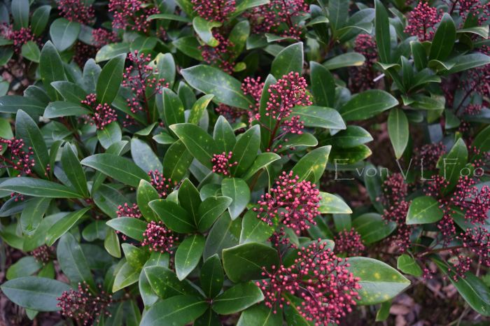 skimmia - red