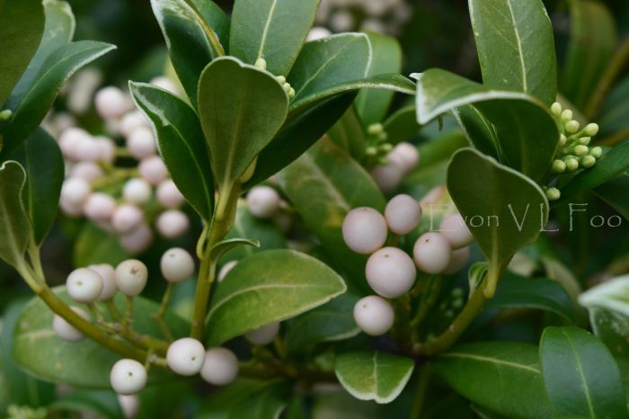 skimmia - white