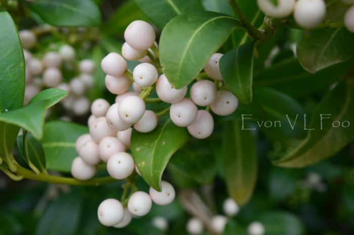 skimmia - white