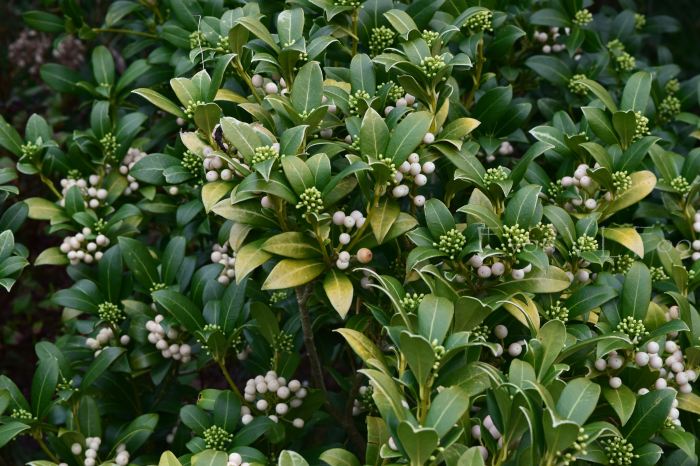 skimmia - white