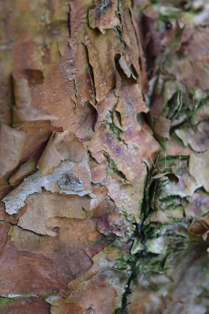 tree bark