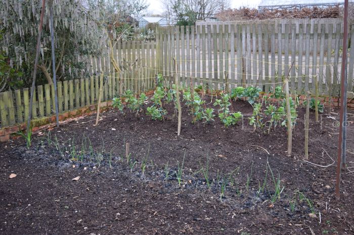 Victor was proud to show me his vegetable patch