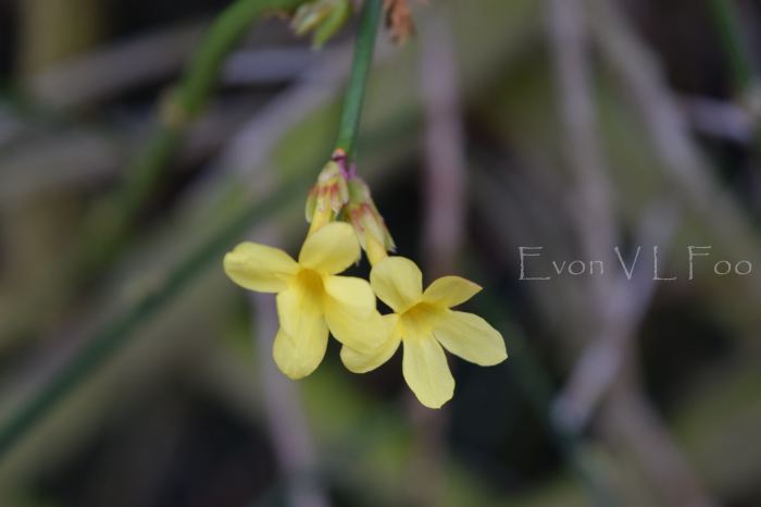 winter jasmine