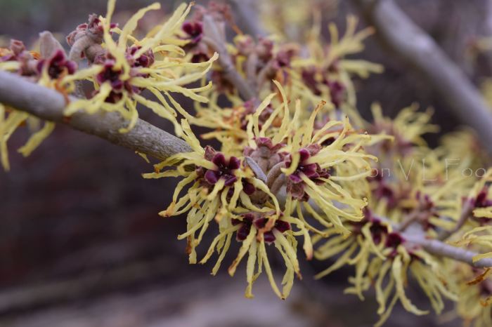 witch hazel