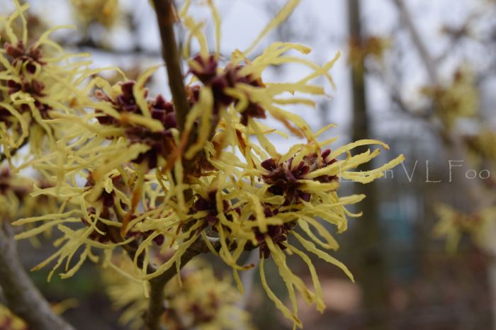 witch hazel