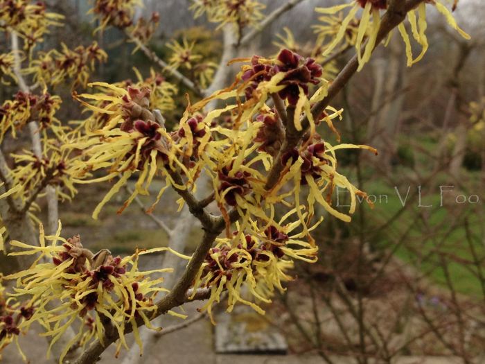 witch hazel
