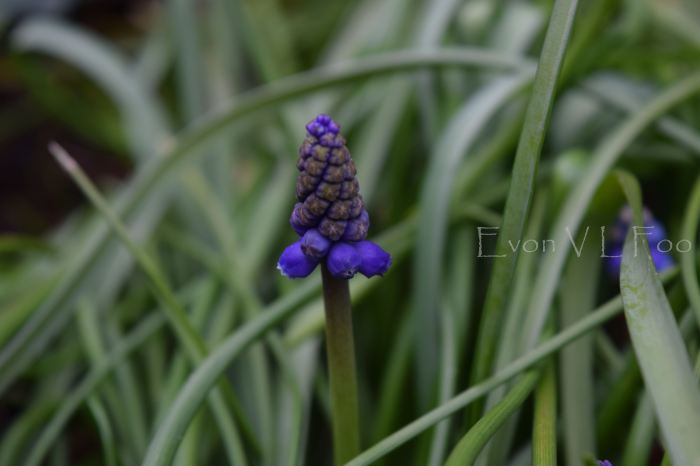 grape hyacinth