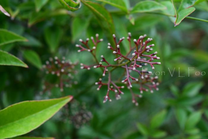 skimmia - red