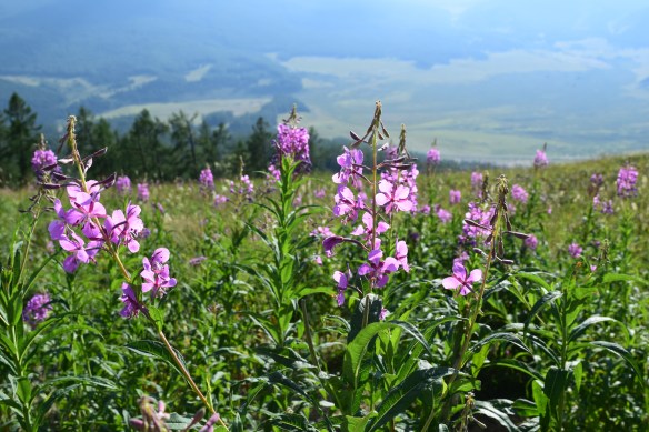 wild flowers on the way down