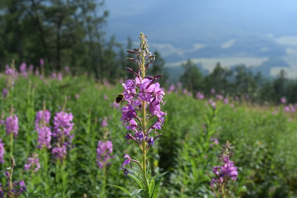 we took the path on the right to go up the mountain and admired the scenery of the impressive Kanas Lake all the way up while coming down, we took the path on the left to enjoy the wild flowers
