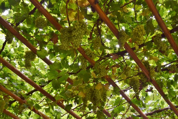 we were introduced to a few varieties of grapes....