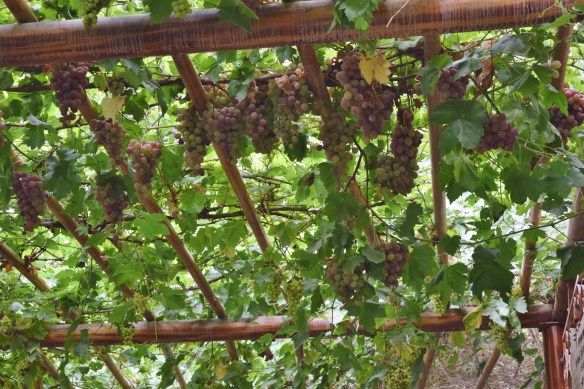 grape valley turpan xinjiang