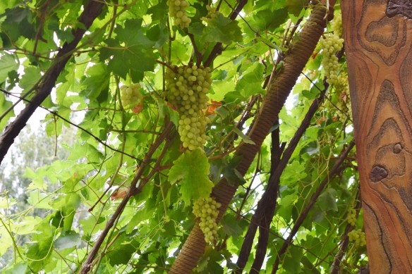grape valley  turpan xinjiang