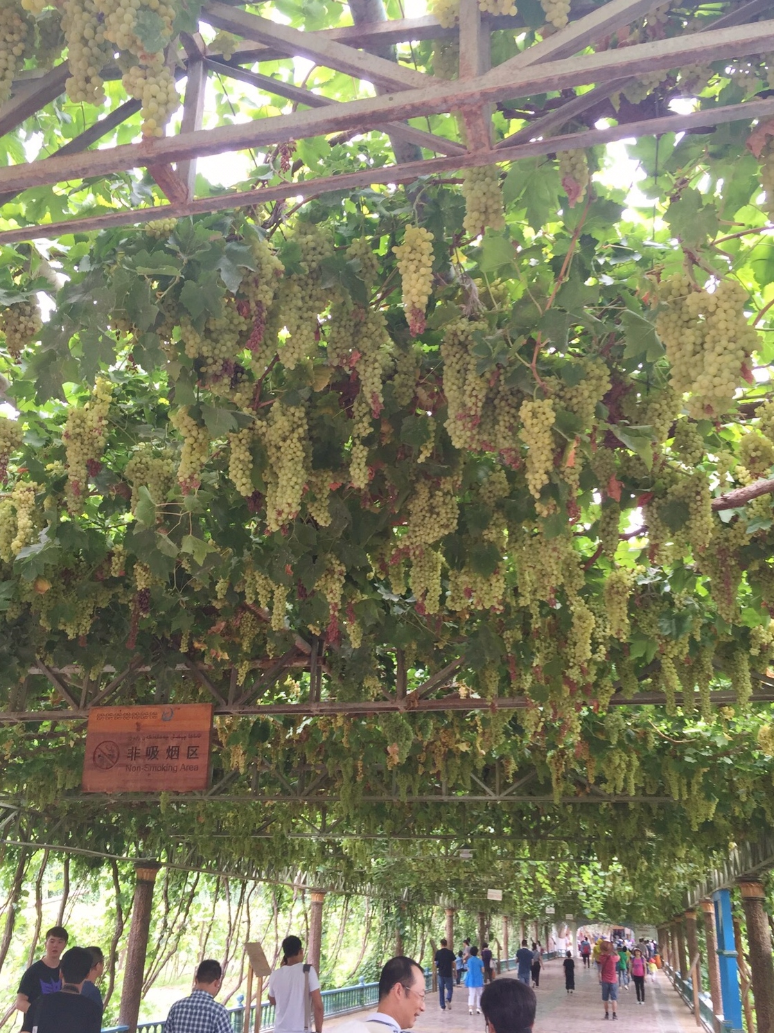 these grapes are just for show for tourists like us... :) (photo courtesy of May)