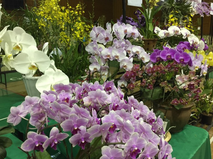 borneo orchid show 2015 (1)