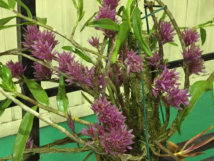 borneo orchid show 2015 (10)