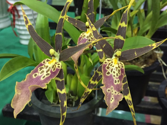 borneo orchid show 2015 (11)