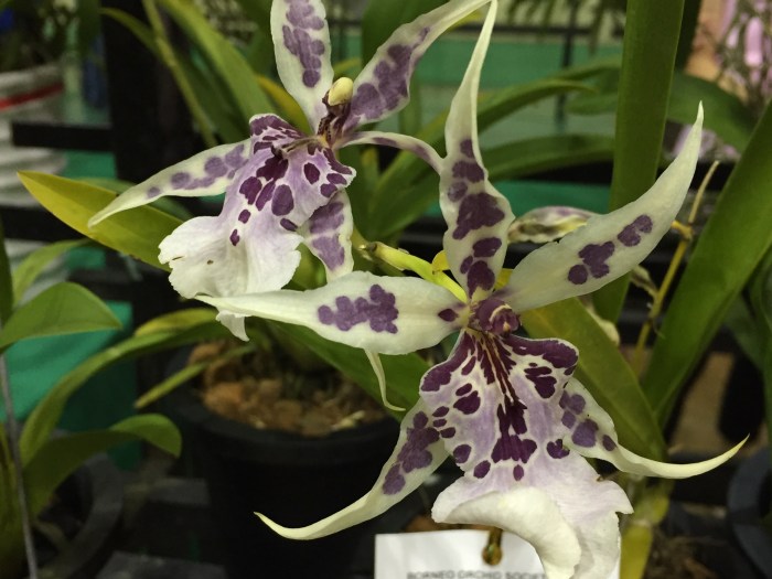borneo orchid show 2015 (12)