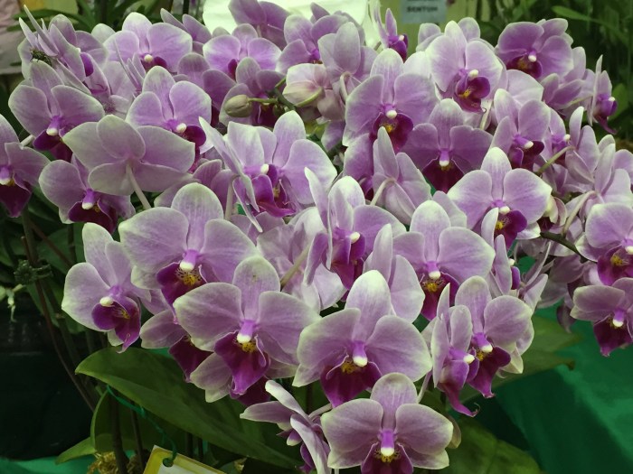 borneo orchid show 2015 (2)