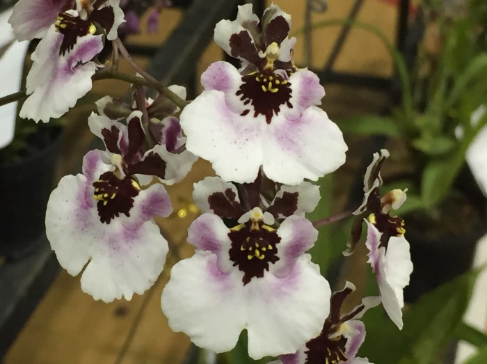 borneo orchid show 2015 (3)