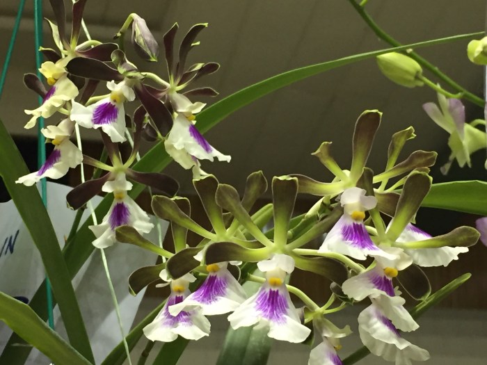 borneo orchid show 2015 (4)