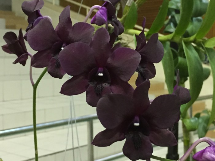 borneo orchid show 2015 (6)