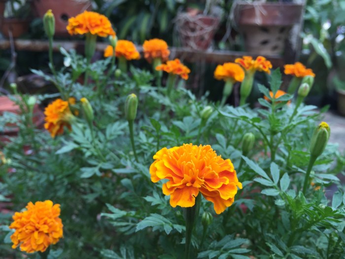 marigold