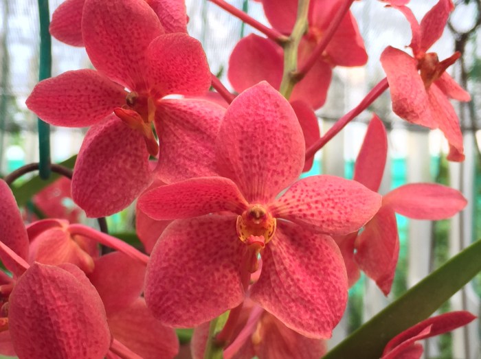 one of the very few pots of orchids in blooms - ascocenda