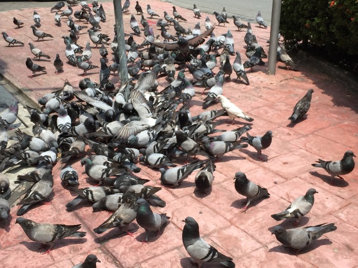 took a colleague out for lunch to celebrate her birthday and saw these on the street... I jokingly told her that we do not need to go to Trafalgar Square in London to see the pigeons... :) 