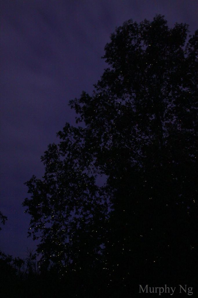 I turned to Murphy Ng again for this picture of the fireflies...