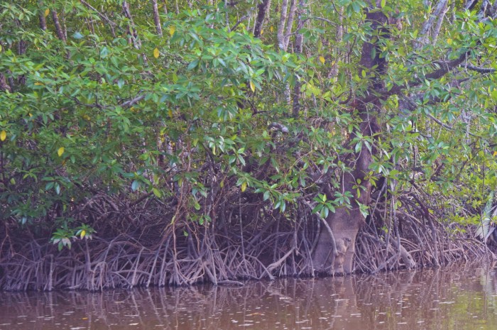 close up of the mangroves