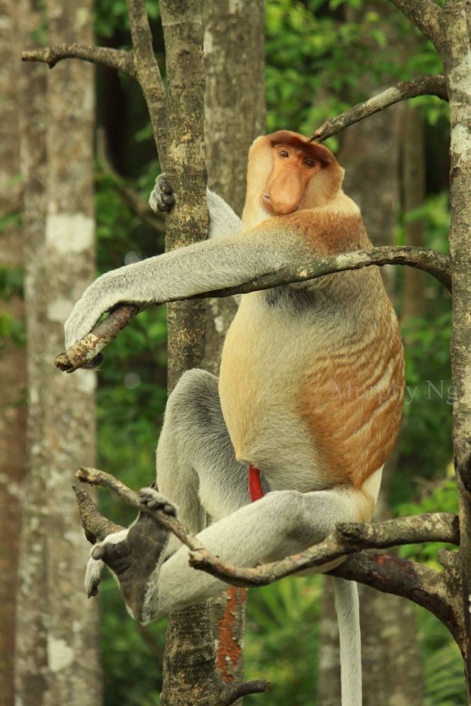 proboscis monkey (1)