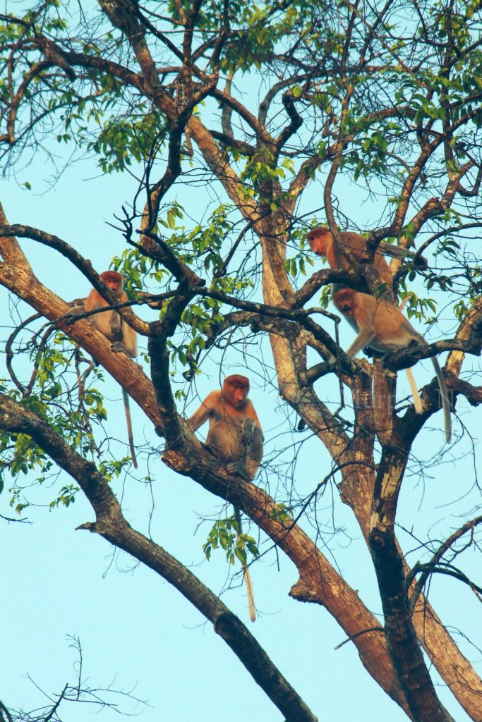proboscis monkey (3)