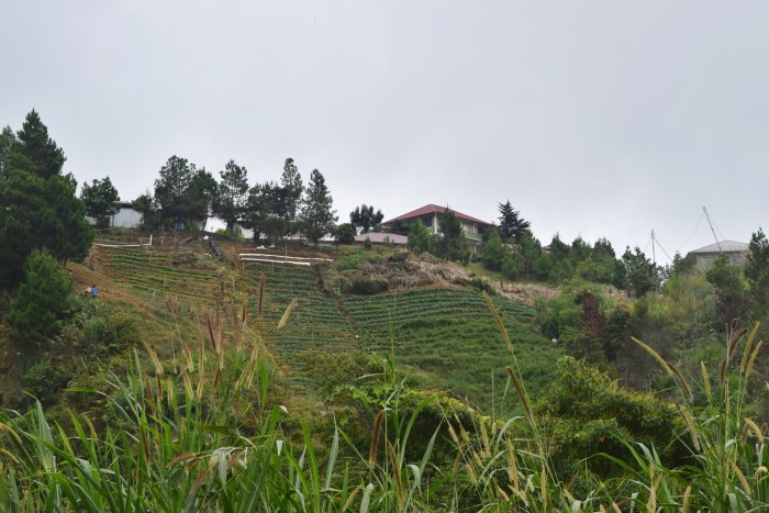 an unexpected adventure mesilau (3)