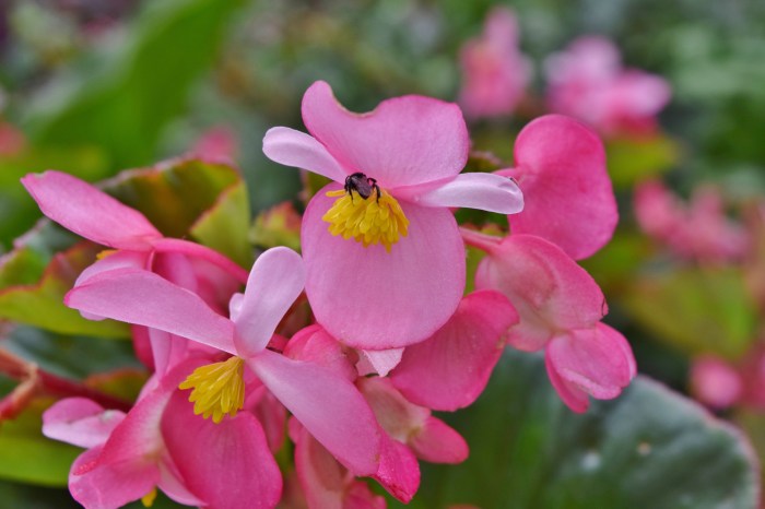 an unexpected adventure mesilau (40)