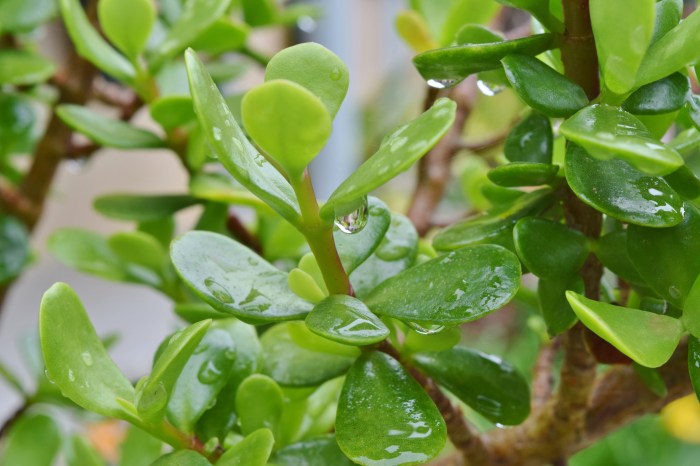 an unexpected adventure mesilau (41)